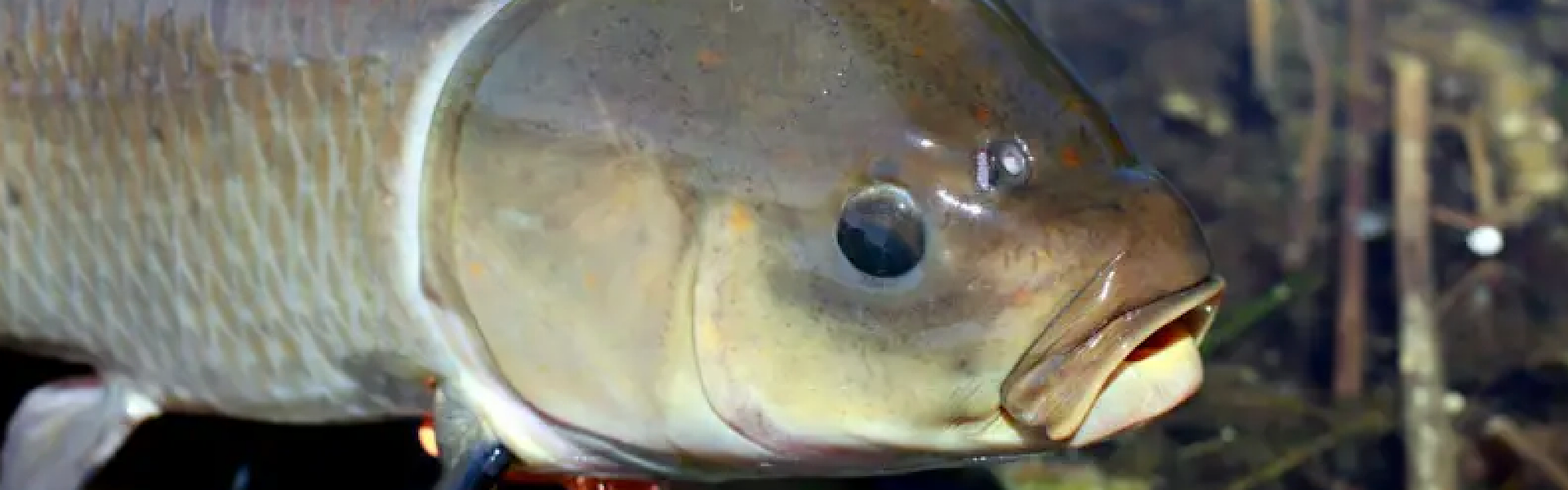 Peixe-búfalo-boca-grande: uma espécie centenária em risco