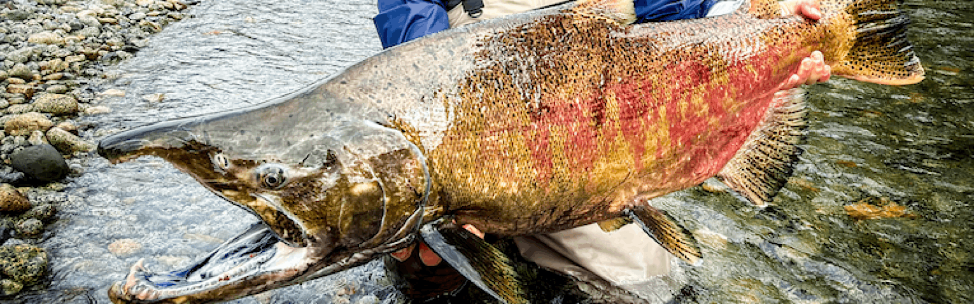Pescador esportivo captura exemplar gigante da maior espécie de salmão do mundo e relata emoção. Foto: Arquivo Pessoal / Alexandre Dick.
