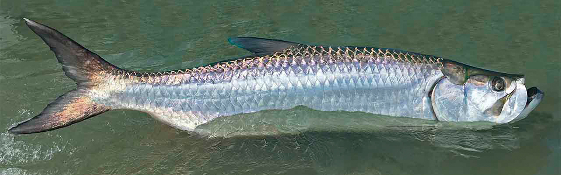 Tarpon: conheça o movimento para preservação deste peixe, símbolo do estado do Maranhão