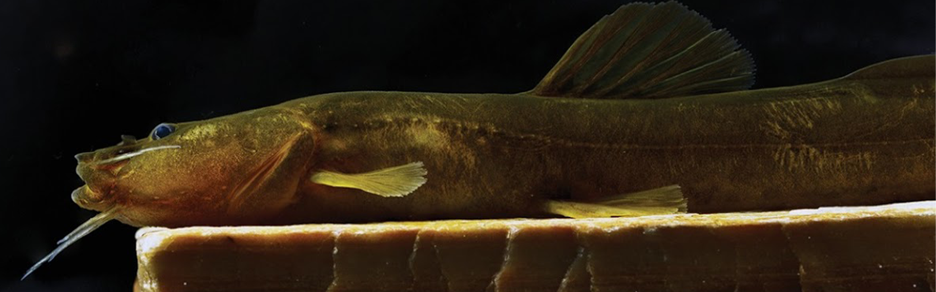 Nova espécie de peixe é descoberta na bacia do Rio Grande, em Minas Gerais