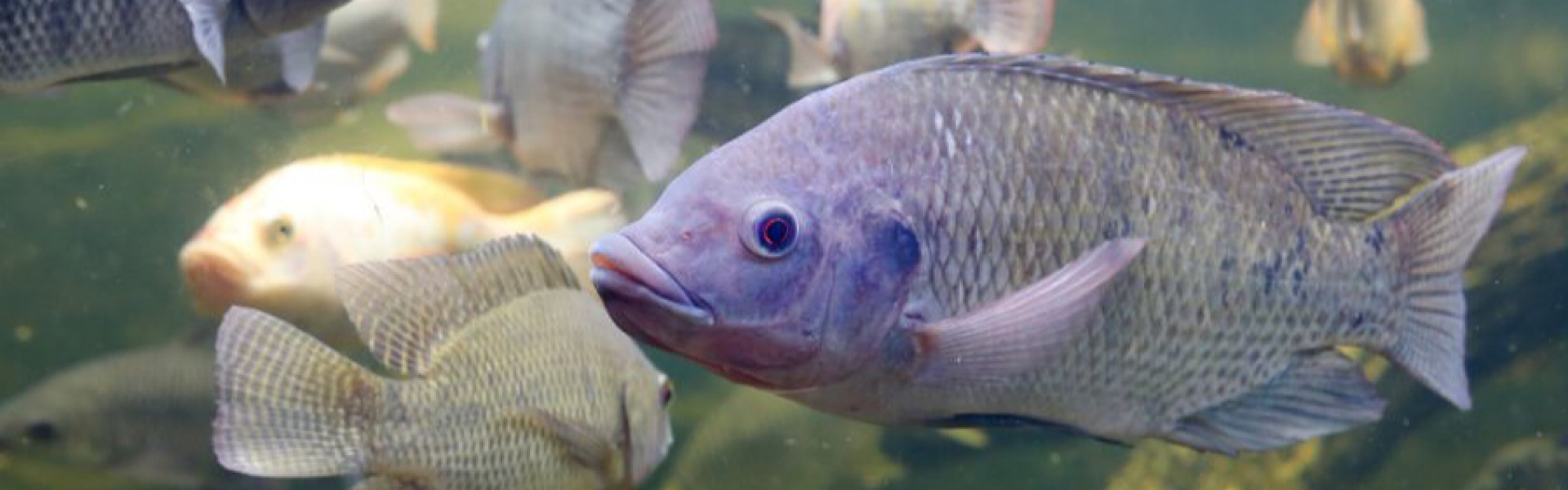 Tilápia no mar? De acordo com pesquisadores, peixe de água doce está se adaptando e se espalhando