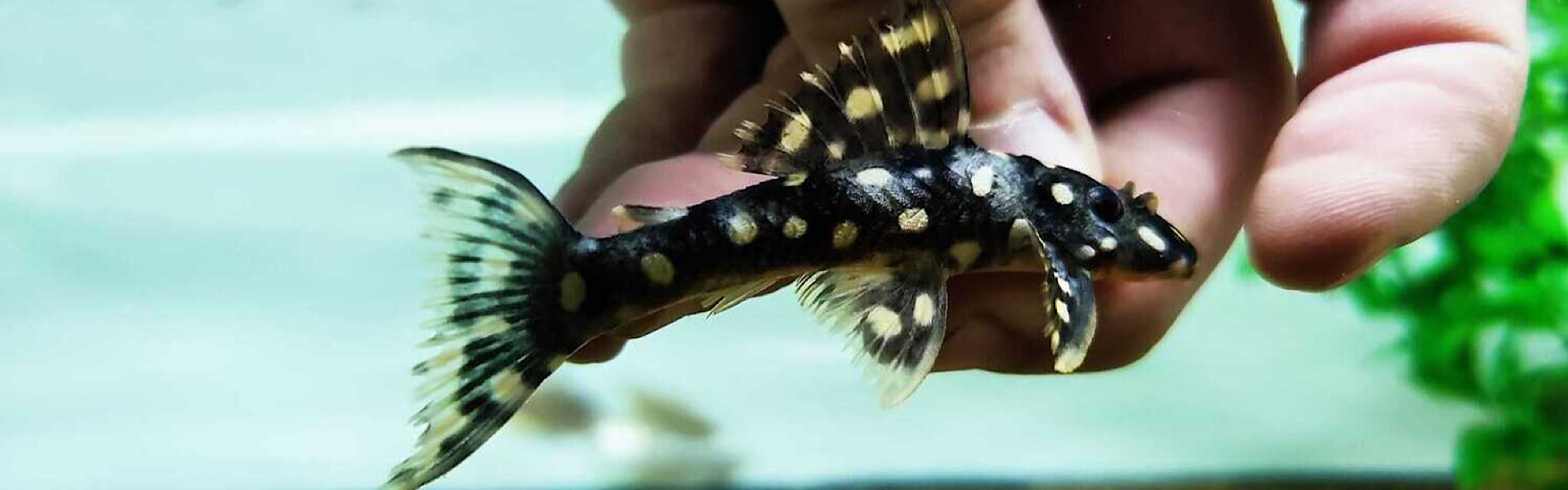 Nova espécie de peixe é descoberta no Pará