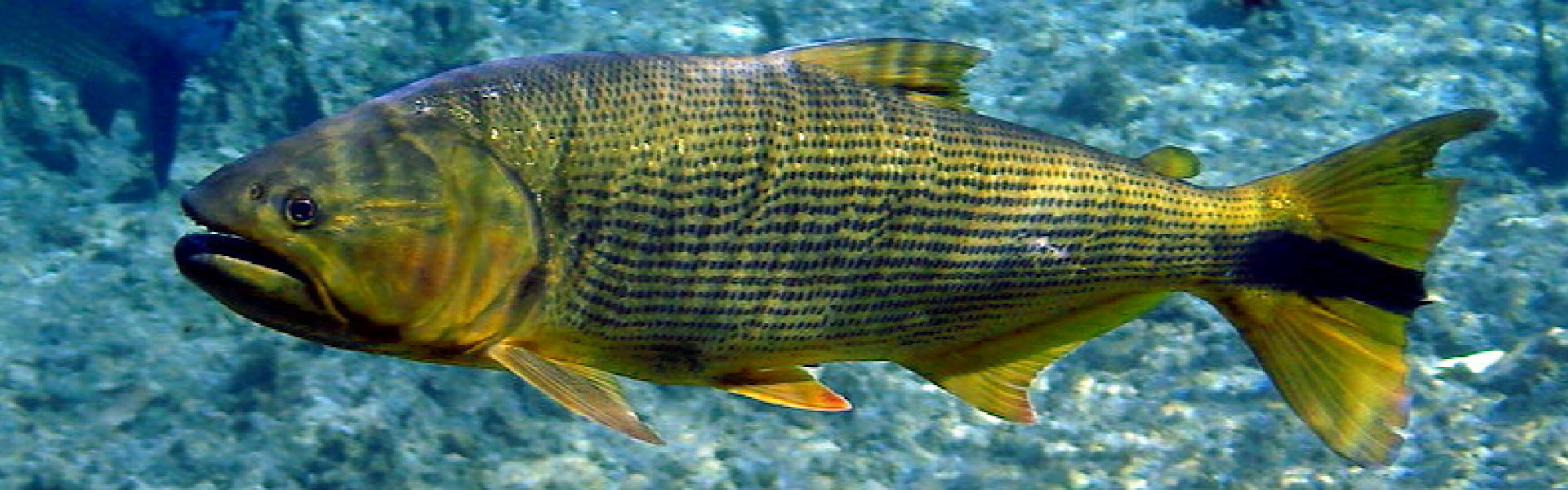 Torneios de pesca esportiva de Dourado podem voltar a acontecer em regiões do Rio Grande do Sul