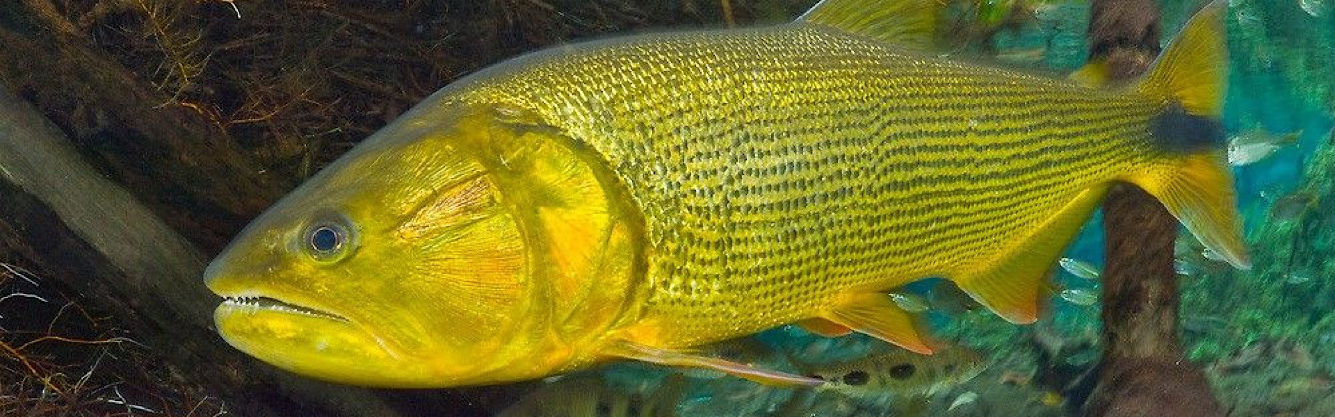 PL proíbe captura e comercialização do Dourado, símbolo da pesca esportiva no Pantanal