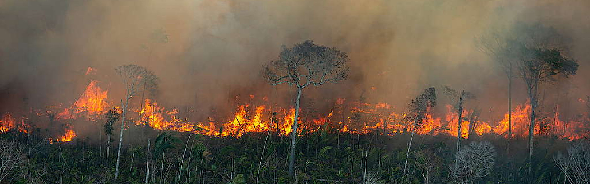 Com 4 mil queimadas só neste mês, estado do Amazonas decreta emergência ambiental