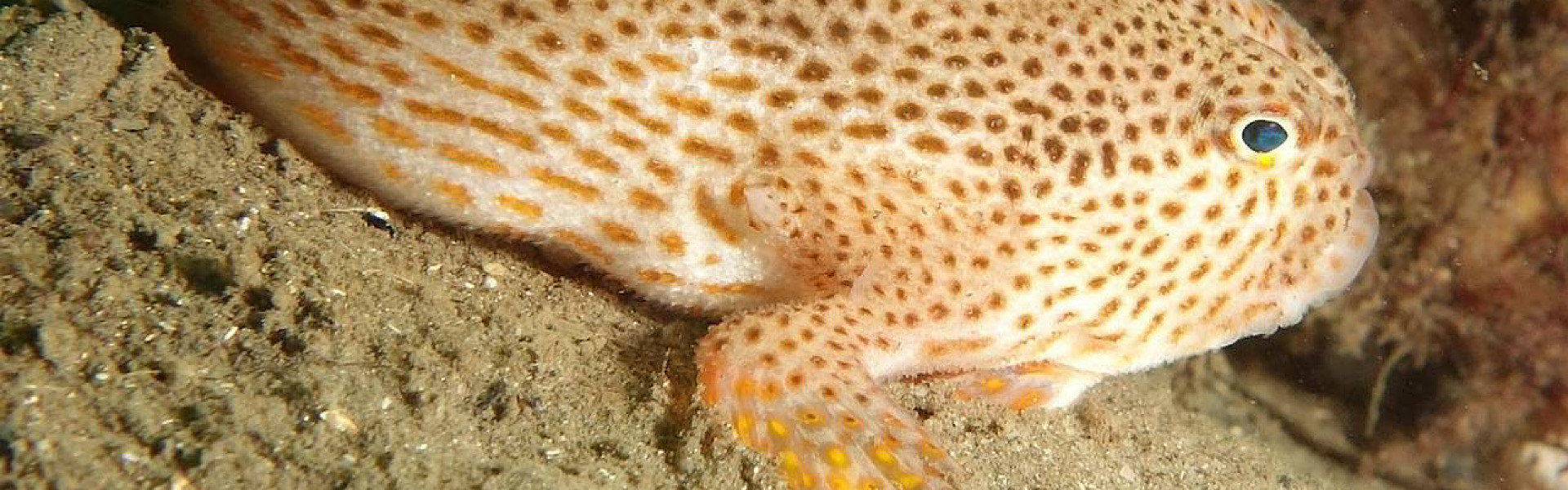 Pesquisadores avistam raro exemplar de “Peixe-Mão” na Austrália