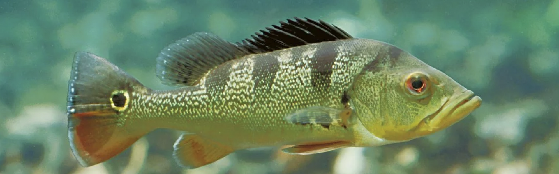O fim do peixe grande? Pesca predatória e mudanças climáticas estão deixando peixes cada vez menores.