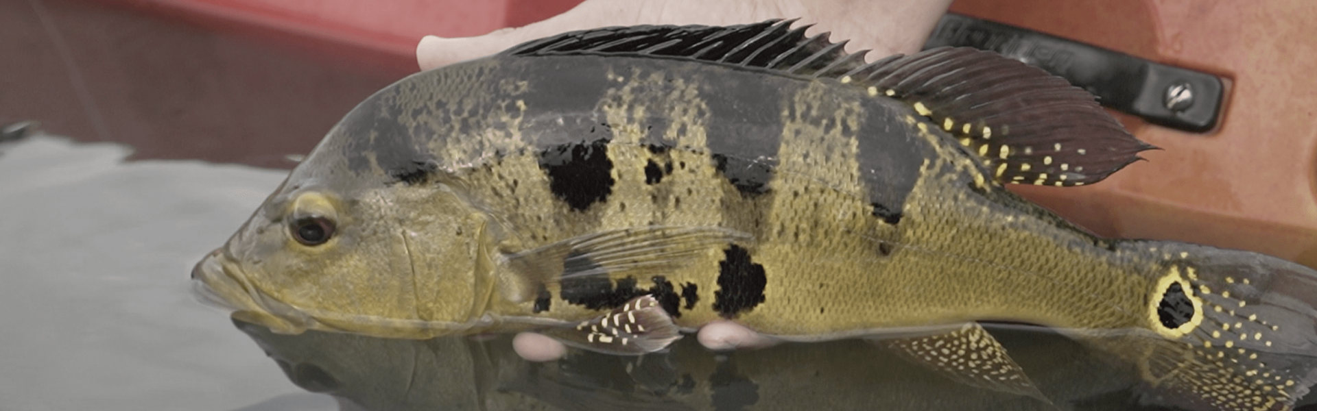 Minas Gerais reconhece oficialmente a pesca esportiva como esporte. Foto: Fish TV.