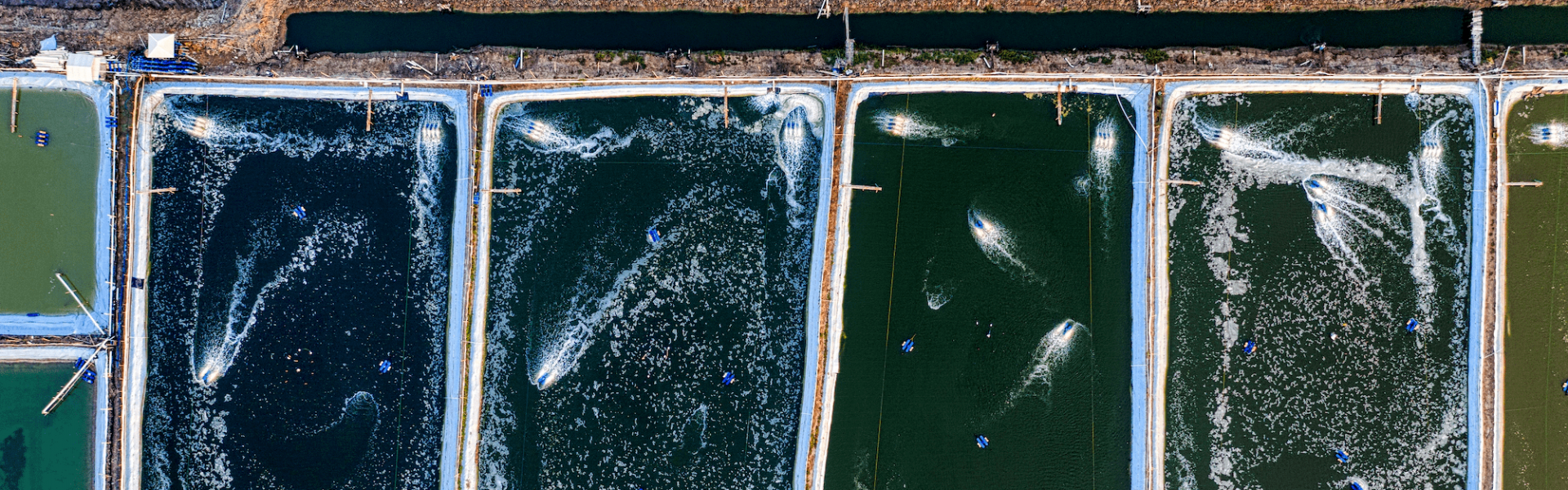 Produção aquícola em águas brasileiras cresceu 20% em 2024, aponta novo boletim do setor. Foto: Tom Fisk / Pexels.
