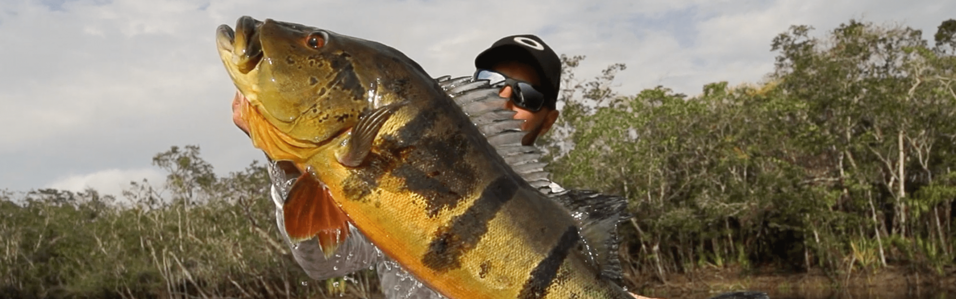 O tucunaré é o símbolo da pesca esportiva no Brasil. Mas você sabe por quê?. Foto: Fish TV.