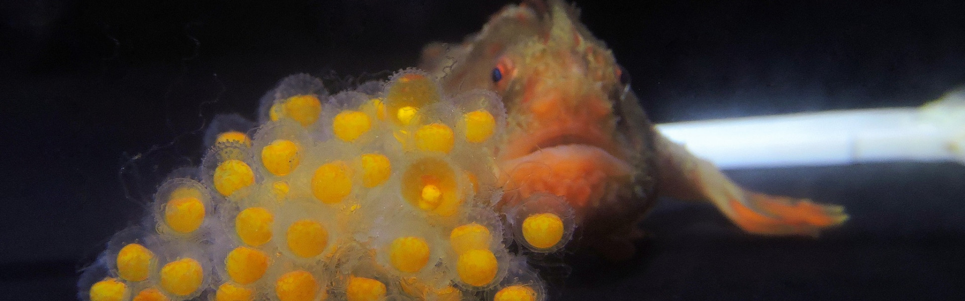 Peixe considerado mais rado do mundo tem filhotes e se afasta da extinção