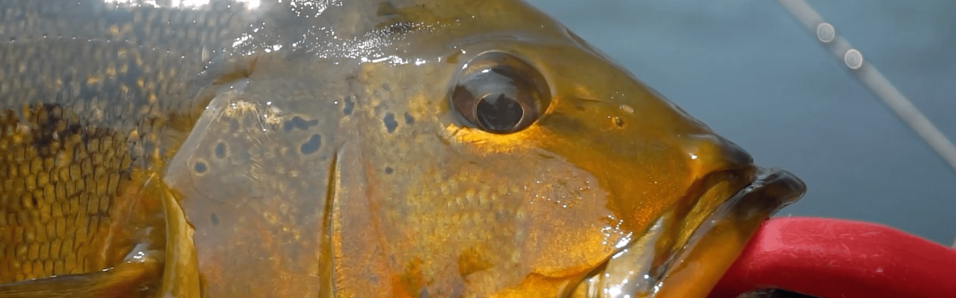 PIRACEMA TERMINA EM ALGUNS ESTADOS DO PAÍS, MAS É PRECISO FICAR ATENTO ÀS REGRAS LOCAIS. Foto: Fish TV.