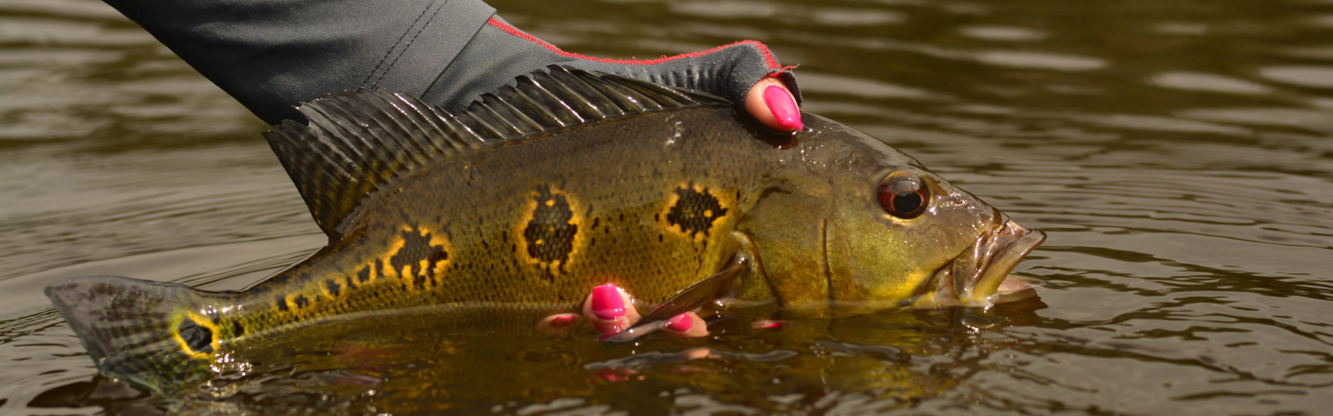 Governo abre consulta pública para modernizar regras da pesca esportiva e amadora no Brasil. Foto: Fish TV.