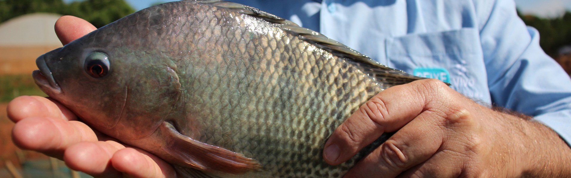 Prato feito com pescado de cultivo