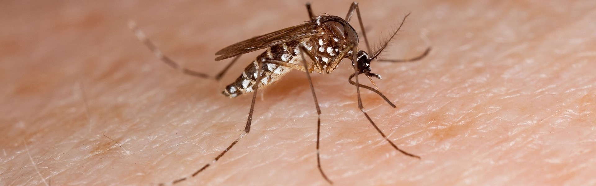 sedes aegypti, mosquito, dengue