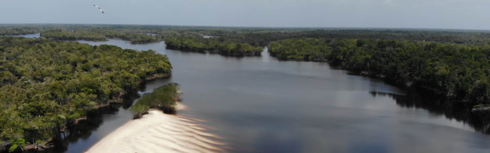Dia da Amazônia: um santuário de biodiversidade em nosso território. Foto: Fish TV.
