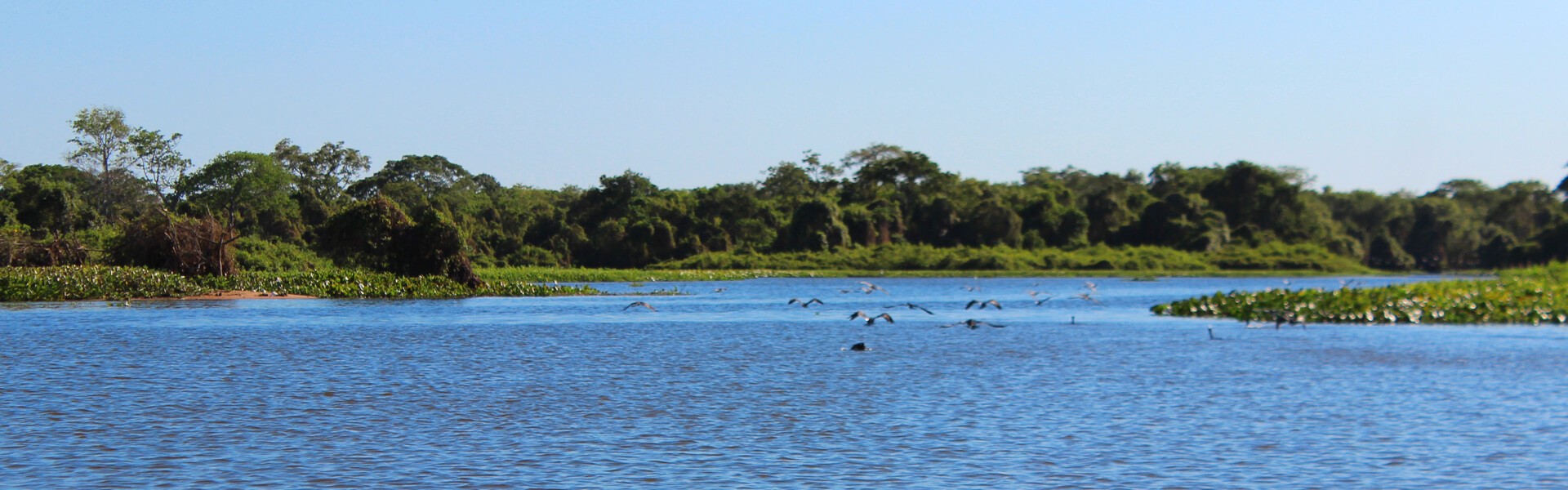 Pantanal: pesque em uma região cheia de aventura