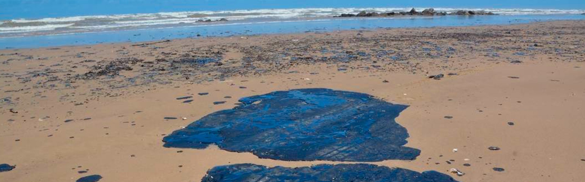 Manchas de óleo nas praias do nordeste ameaçam tartarugas, aves e peixes