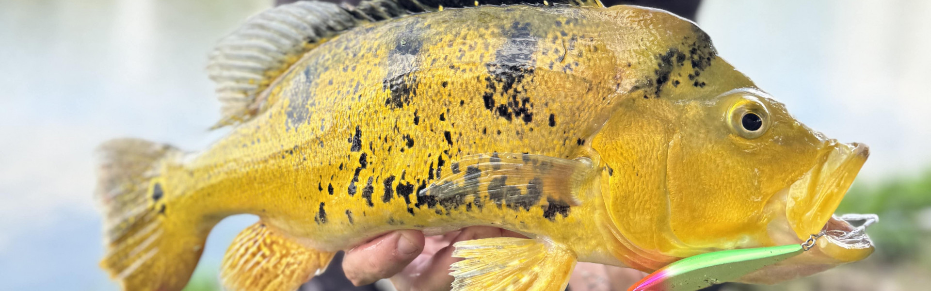 APRESENTADORES DE PESCA E RANCHO QUEBRAM RECORDES NO MESMO PESQUEIRO EM SP. Foto: Enviada pela BGFA Recordes.