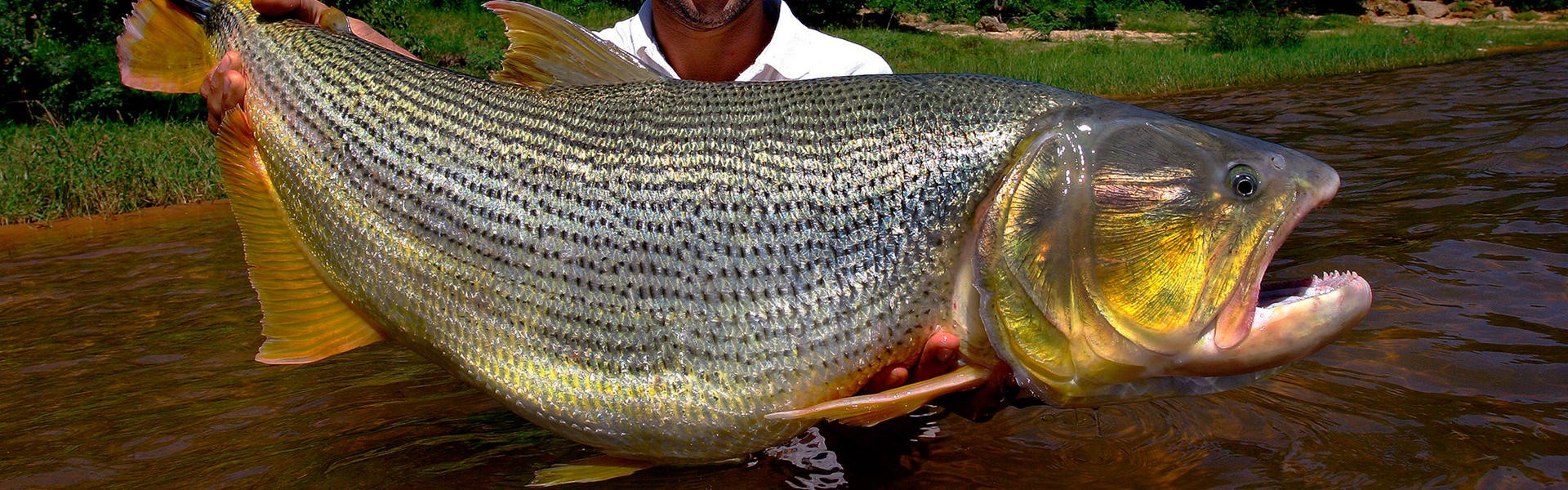 Inscrições abertas: 1º Campeonato de Dourado Gêmeos Pesca Esportiva