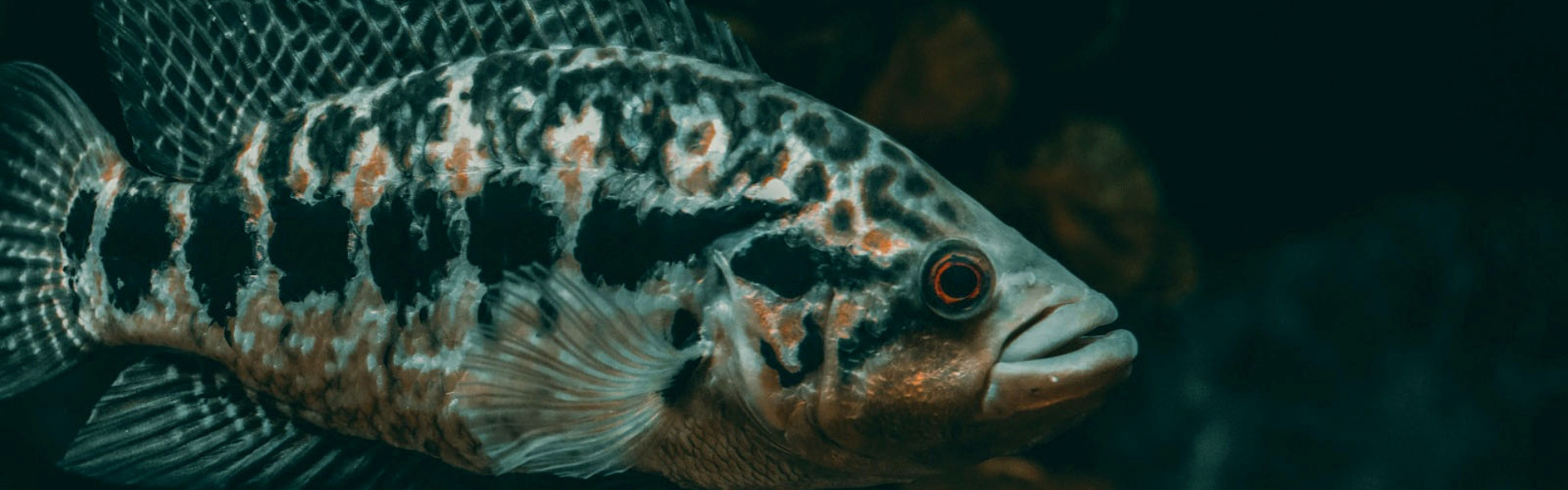 ESPÉCIES INVASORAS EM RIOS BRASILEIROS ACENDEM ALERTA ENTRE CIENTISTAS. Foto: Meggy Kadam Aryanto/Pexels