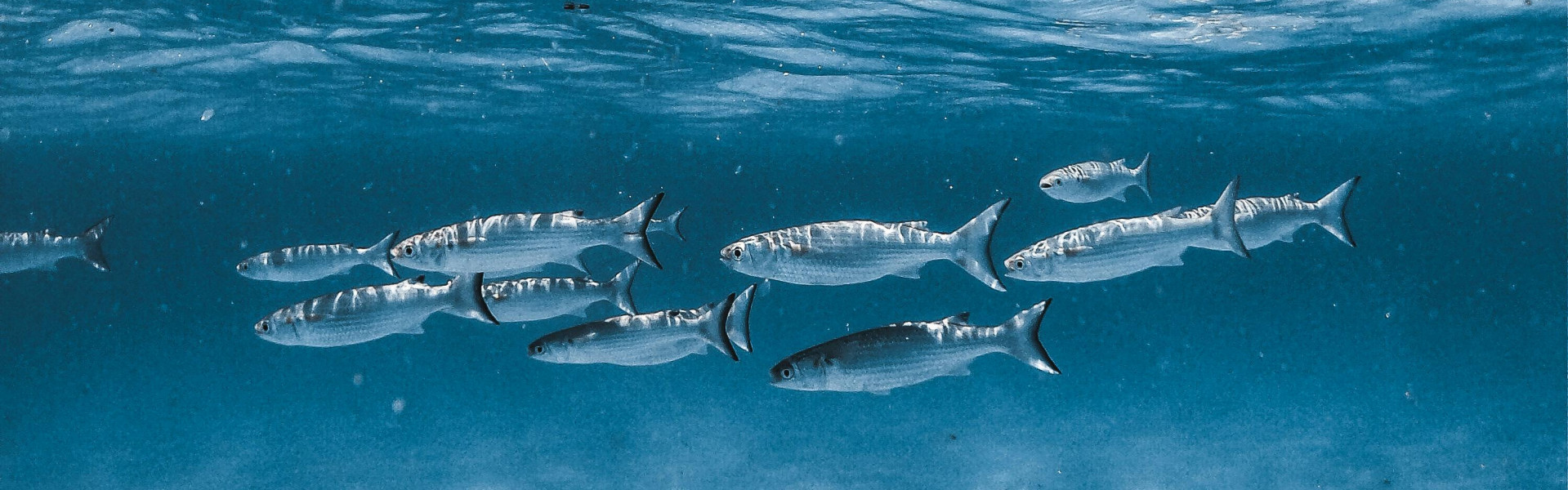 Como os cardumes se comportam? Estudo revela formações preferidas dos peixes. Foto: Letícia Azevedo / Pexels.