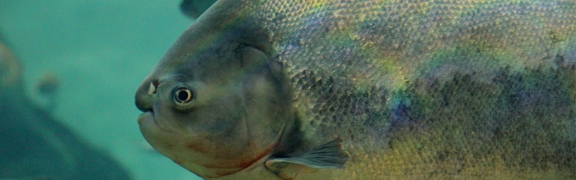 Peixe brasileiro na Irlanda? Exemplar de Pacu é encontrado em lago perto de Dublin