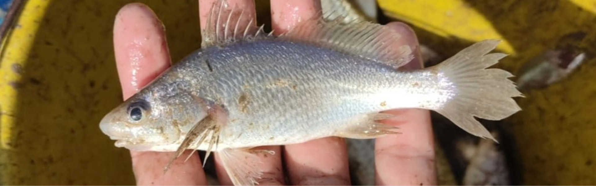 ALTERAÇÕES EM PEIXES NO ESPÍRITO SANTO LEVANTAM ALERTA SOBRE IMPACTOS AMBIENTAIS. Foto: Rafael Lima Oliveira
