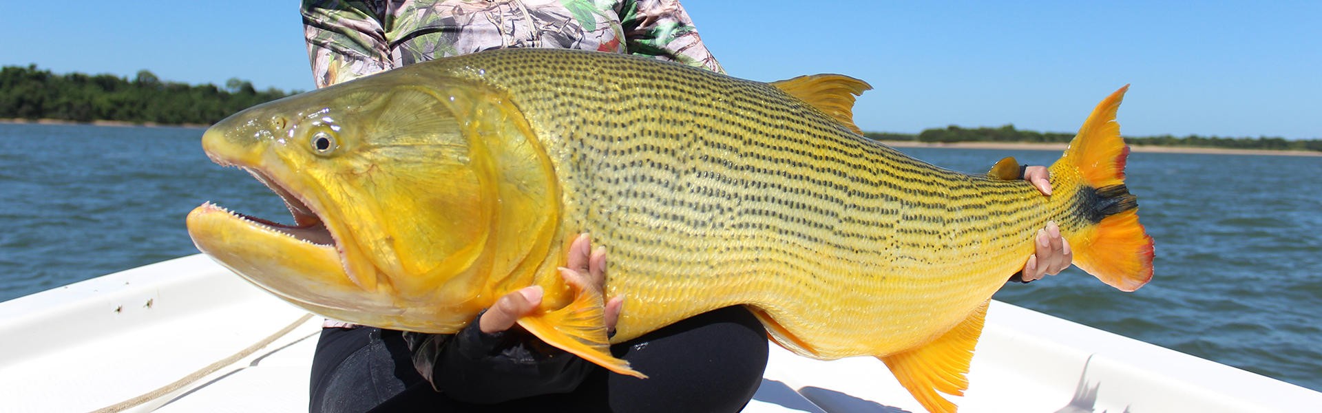 Dourados gigantes: pesca esportiva na Argentina