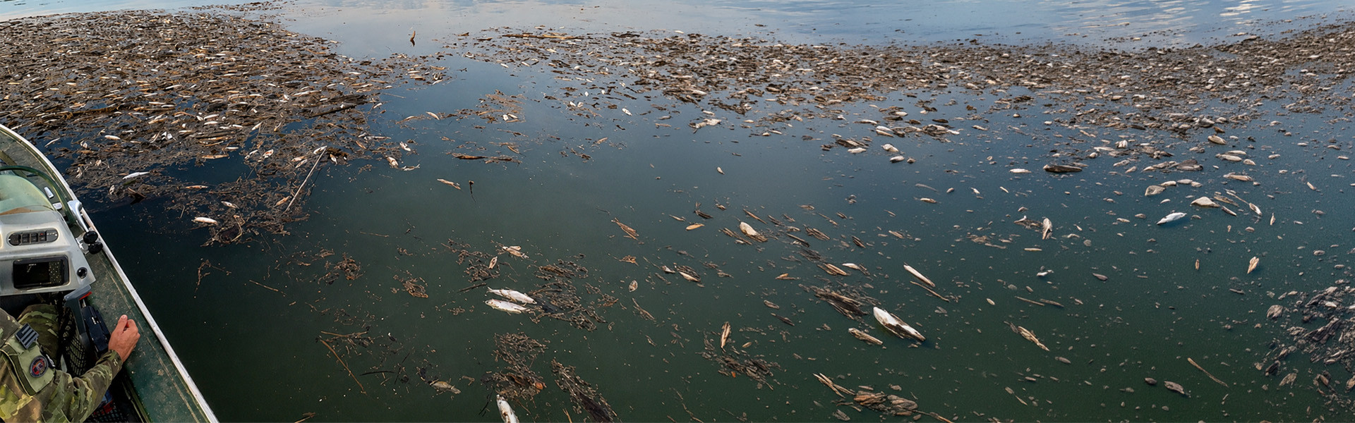 Mortandade de peixes é registrada no Lago de Serra da Mesa, em Goiás. Foto: Semad-GO