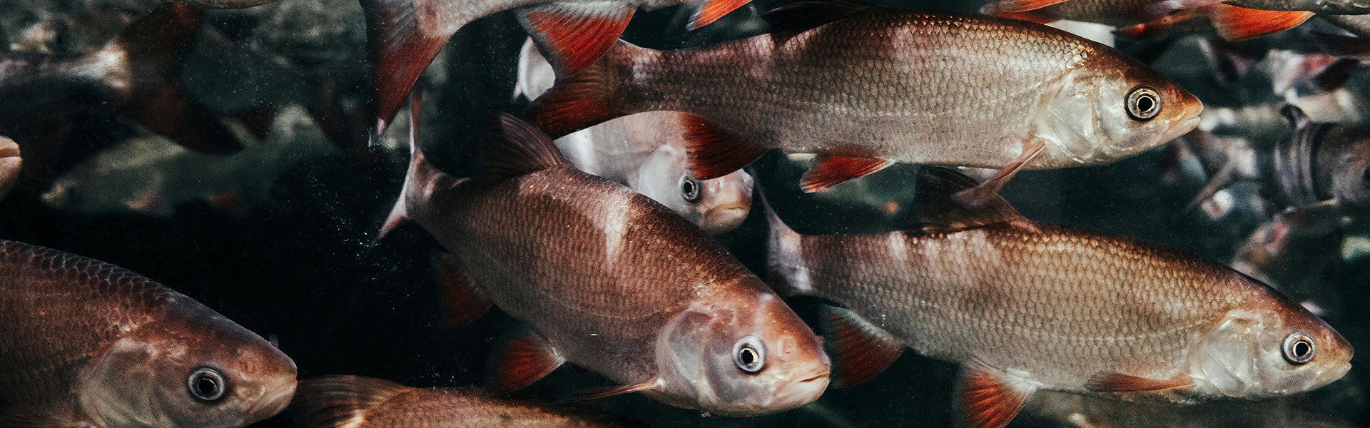 Migrações vitais de peixes de água doce entram em colapso e acendem alerta global. Foto: Lisa / Pexels