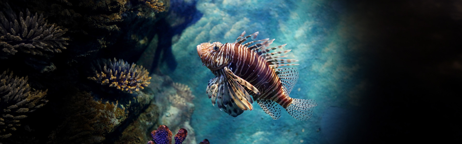 Ação no sul da Bahia retira mais de 500 peixes-leão do mar em um mês. Foto: Piya Nimityongskul / Pexels.