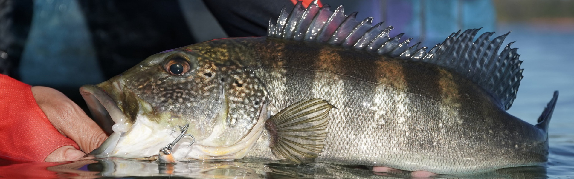 Ministério da Pesca e Aquicultura lança Calendário de Pesca Esportiva para 2025. Foto: Remos e Rumos / Fish TV.