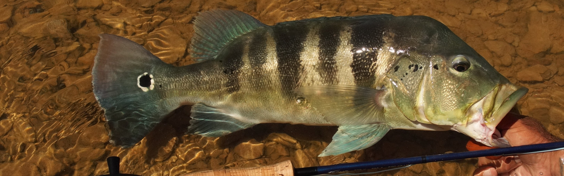 Próxima segunda tem bate-papo sobre Tucunaré em episódio inédito de Fish TV Show