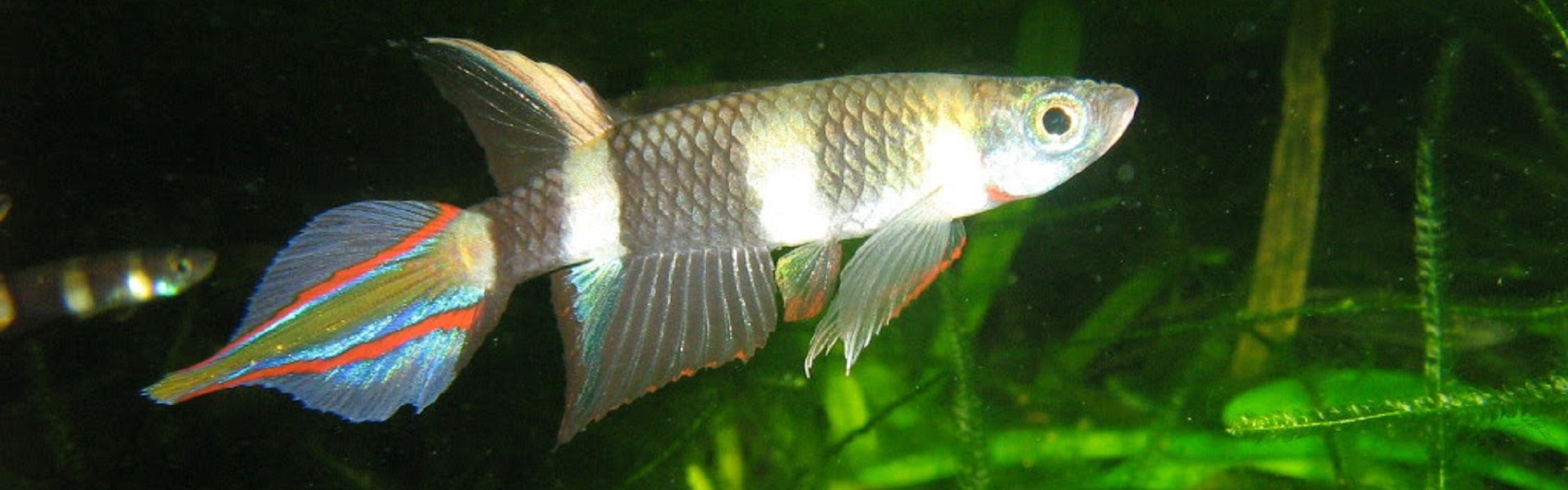 killifish foto: IP-APTA