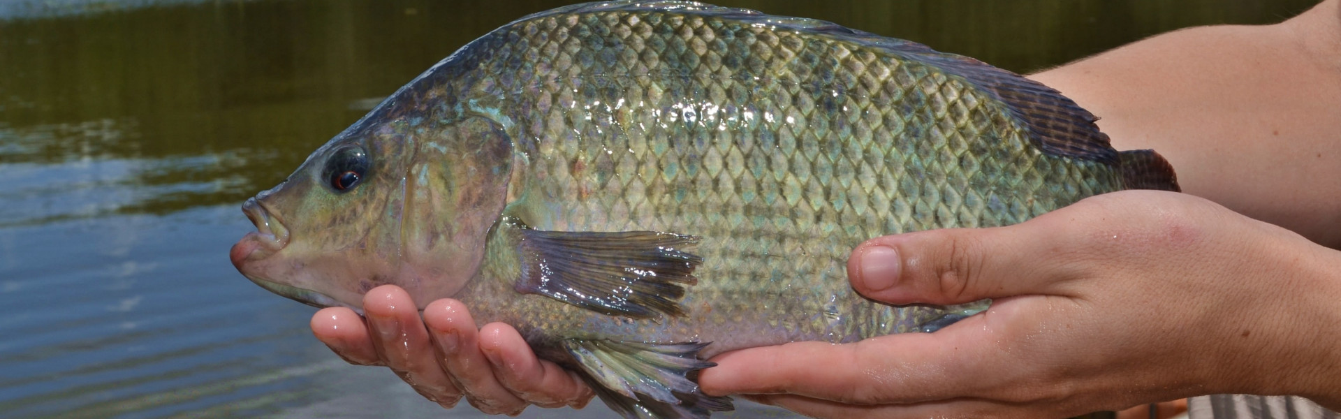 Foto: Instituto de Pesca - SP