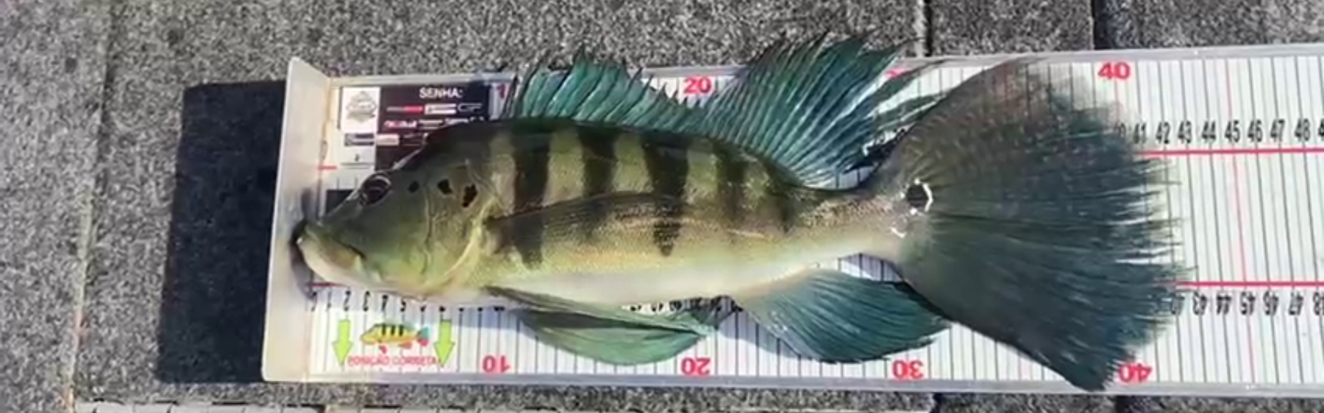 Tucunaré-azul com mutação rara surpreende pescadores em São Paulo. Foto: Ricardo