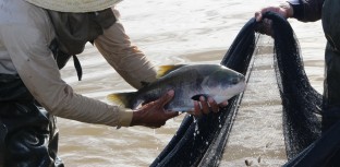 CODEVASF PROMOVE VI ENCONTRO DE PROJETOS DE PESCA E AQUICULTURA EM PARNAÍBA