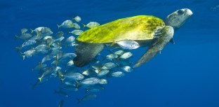 TAMAR EM FERNANDO DE NORONHA SELECIONA VOLUNTÁRIOS