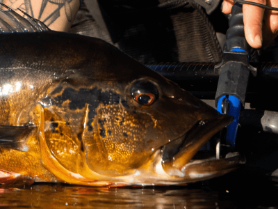 Entenda a Piracema: período de reprodução dos peixes proíbe pesca em diversas regiões