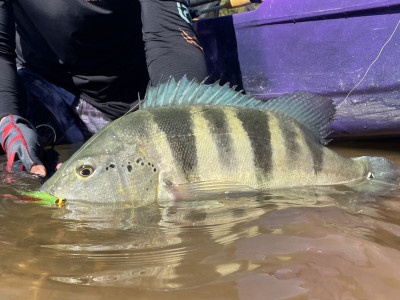 Ministério da Pesca e Aquicultura cria Comitê que promete fortalecer a pesca esportiva. Foto: Fish TV.