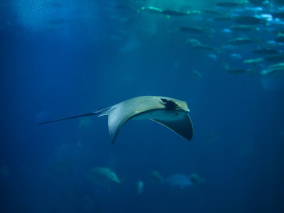 Espécie de peixe é extinta por conta da atividade humana, como a pesca predatória