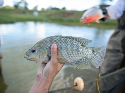 NOVA REGRA PARA TRANSPORTE DE PEIXES PROMETE REFORÇAR CONTROLE, MAS ABRE DEBATE NO SETOR. Foto: Flickr / Confederação da Agricultura e Pecuária do Brasil.