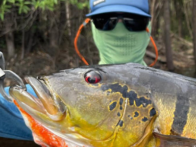 Alerta de super El Niño: o que o pescador esportivo precisa saber para ter resultado na Amazônia? Foto: Arquivo Pessoal / Matteo Bottazzi.