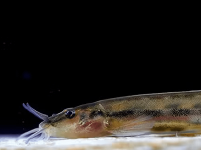 Nova espécie de bagre Cambeva é identificada em riachos de Minas Gerais