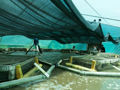 Produção de peixes em sistema de bioflocos gera parceria entre Itaipu e Embrapa