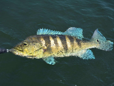 Projeto de Lei é criado para regulamentar a pesca do Tucunaré no Paraná