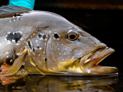 RETROSPECTIVA FISH TV 2025! O que foi destaque na pesca esportiva?. Foto: Fish TV.