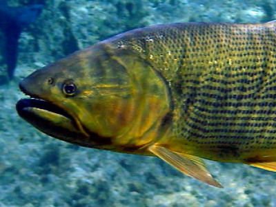 Torneios de pesca esportiva de Dourado podem voltar a acontecer em regiões do Rio Grande do Sul