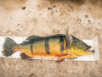 Recorde mundial na pesca de Fly: Tucunaré-açu de 91 centímetros, capturado por brasileiro, é o maior da categoria All-Tackle